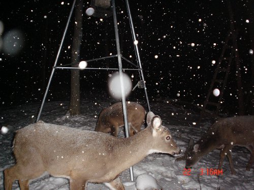 whitetail deer in the snow